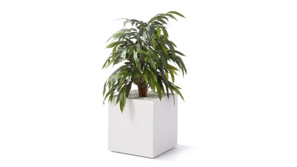 Ficus klein
